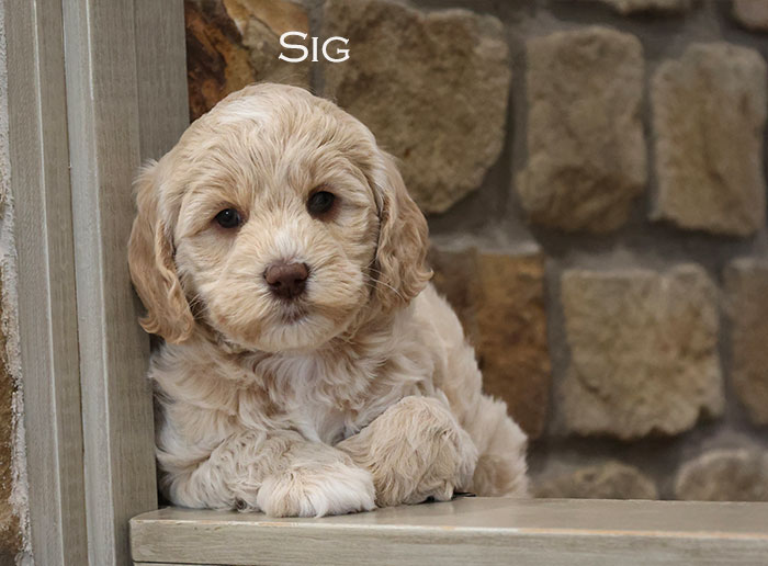 SIG from Stella and Flirt week 5