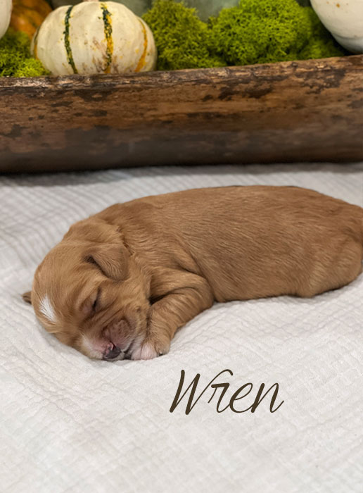 wren from birdie and river week 1