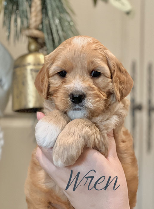 wren from birdie and river week 5