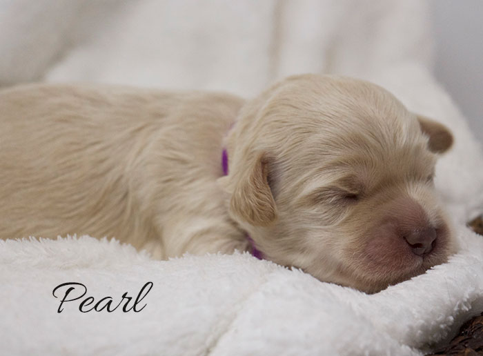 Pearl from Jules and Rhodie week 1