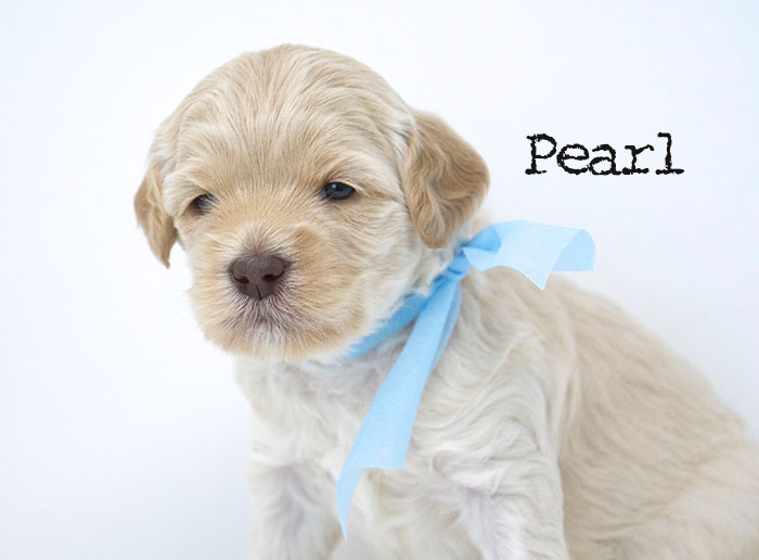 Pearl from Jules and Rhodie week 3