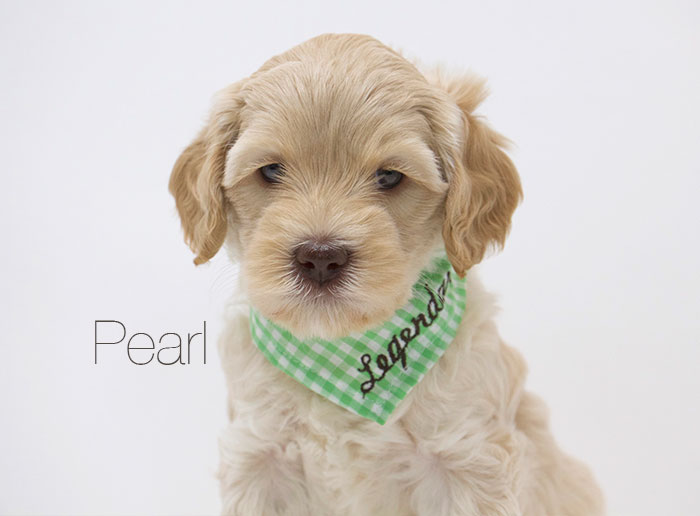 Pearl from Jules and Rhodie week 5