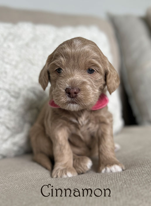 cinnamon from libby and henry week 3