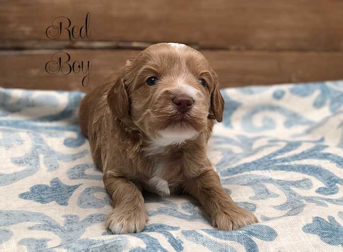 Red Boy from Lizzie and Dutch week 3