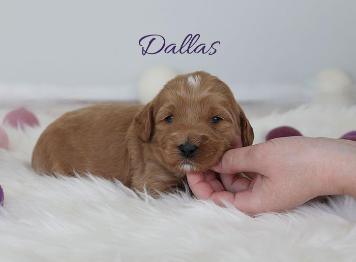 dallas from monroe and river week 3