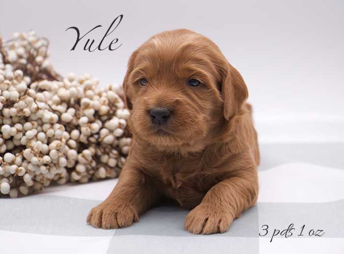 Yule from Parker and Remi week 3