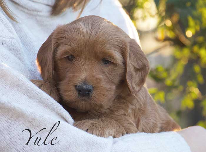 Yule from Parker and Remi week 5