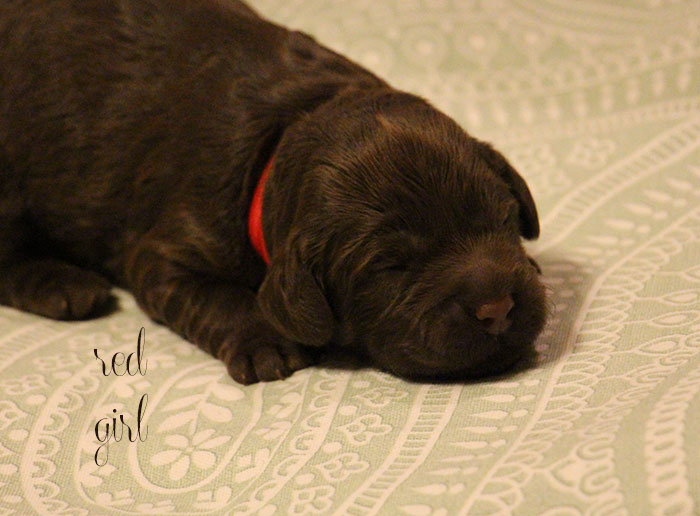 Red Girl from Georgy and AJ week 1