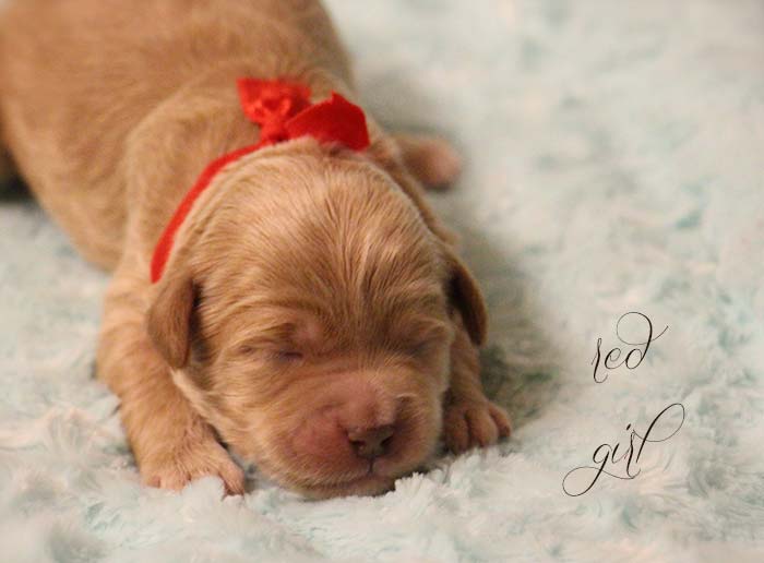 Red Girl from Rosie and AJ week 1