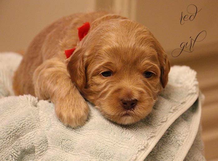 Red Girl from Rosie and AJ week 3