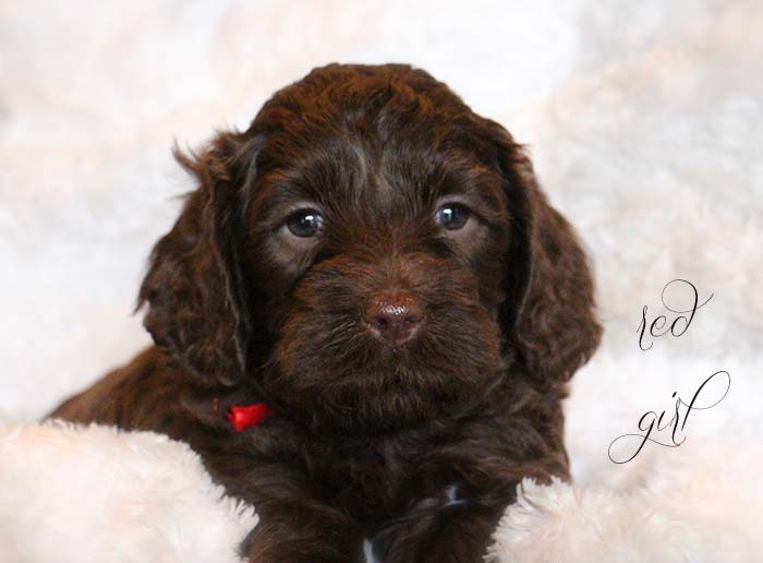 Red Girl from Georgy and AJ week 5