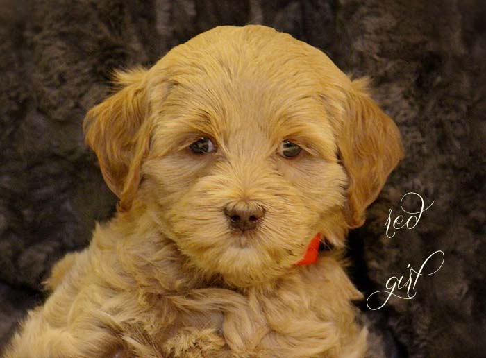 Red Girl from Rosie and AJ week 6