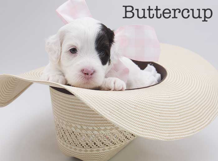 buttercup from stella and brisket week 1