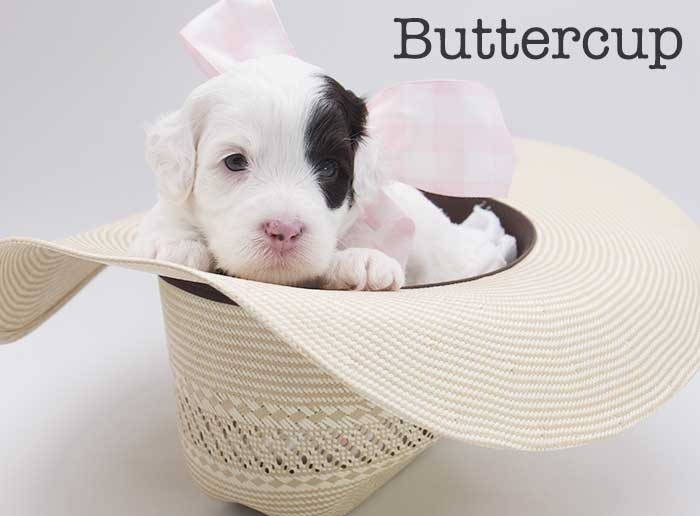 buttercup from stella and brisket week 3