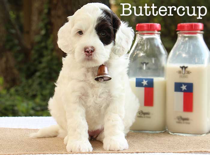 buttercup from stella and brisket week 5