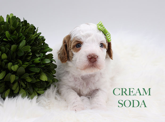 cream soda from waffles and bo week 3