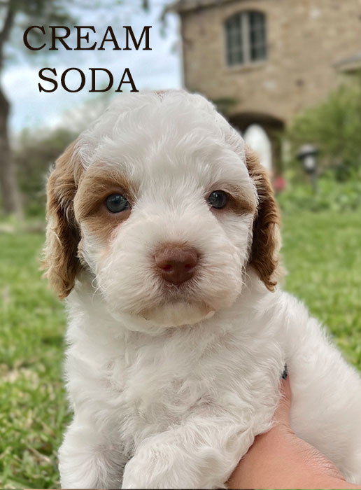 cream soda from waffles and bo week 5