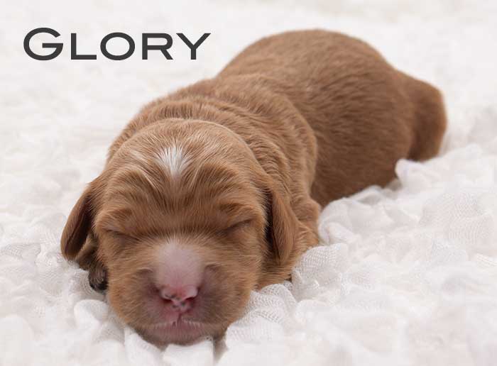 glory from monroe and remi week 1