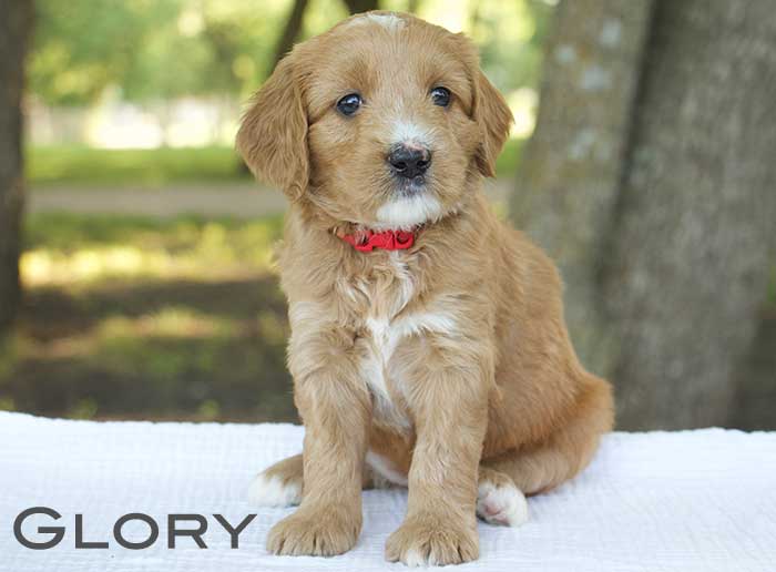 glory from monroe and remi week 5