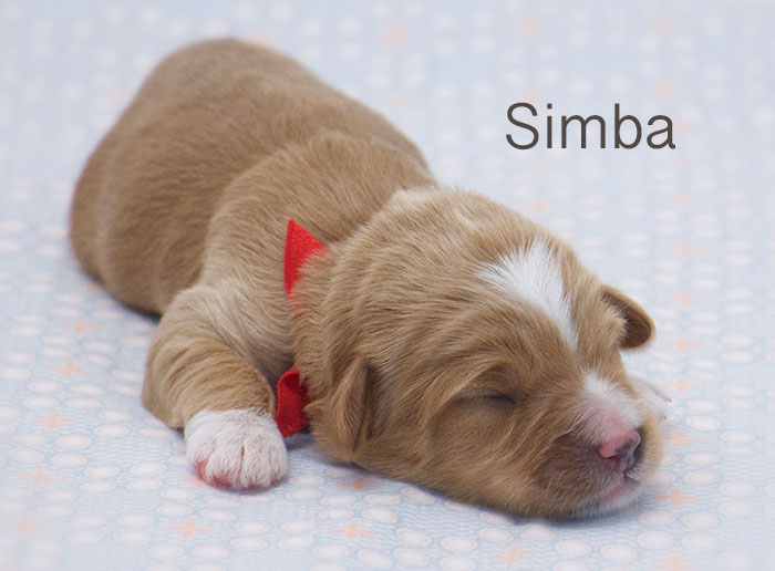 Simba from Tallulah and Rhodie week 1