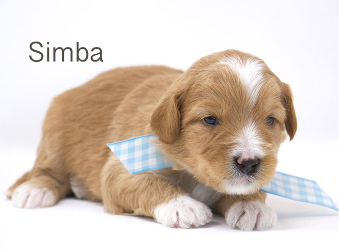 Simba from Tallulah and Rhodie week 3