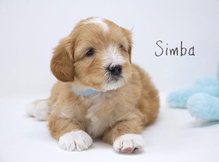 Simba from Tallulah and Rhodie week 5