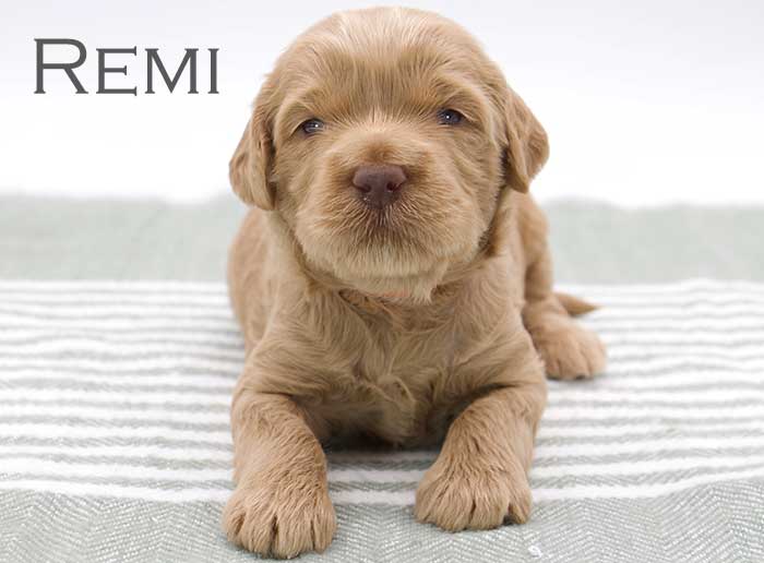  Remi-week 3