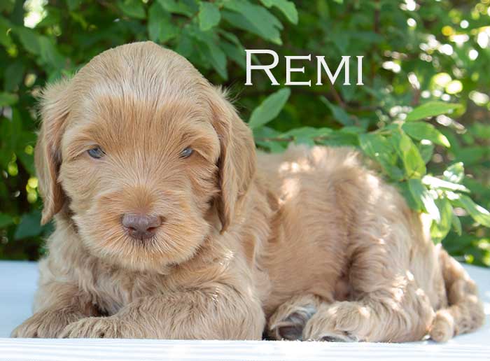  Remi-week 5