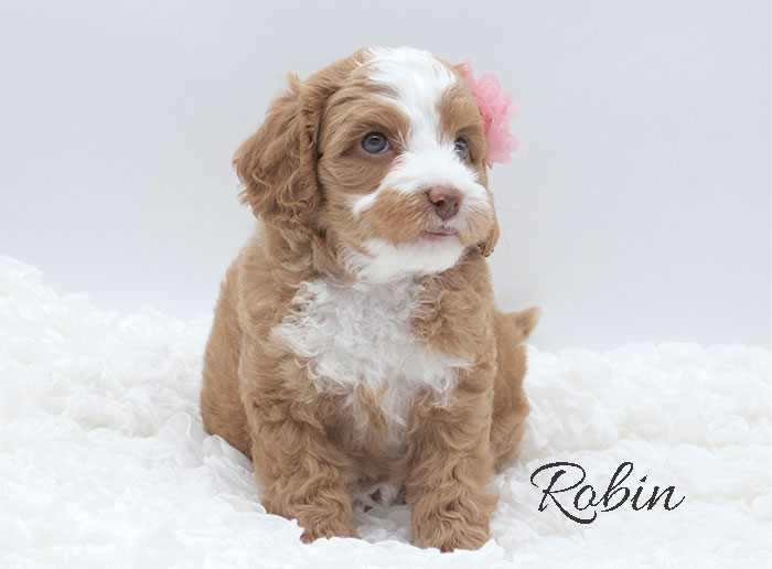 robin from penny and rhodie week 5