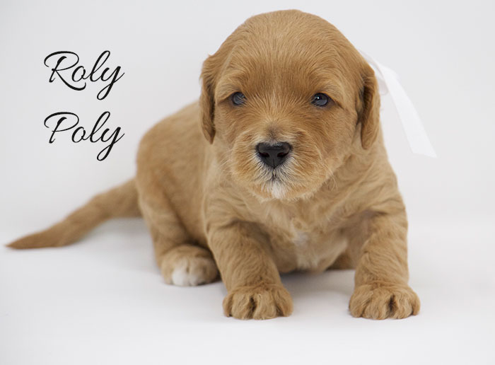 Rolypoly from Lulu and Finn week 3