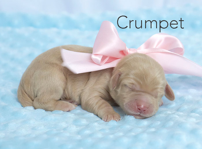 Crumpet from london and rhodie week 1