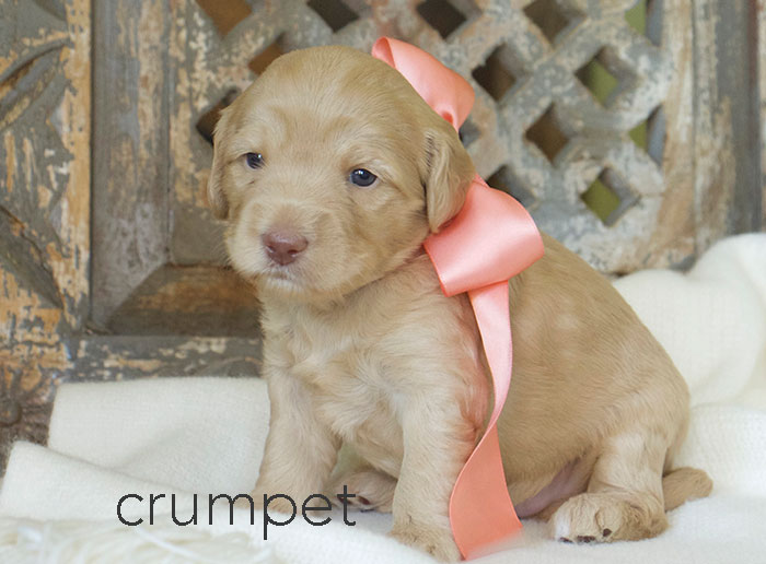 Crumpet from london and rhodie week three