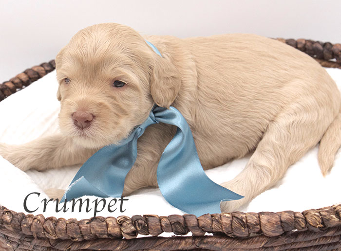 crumpet from tillie and ben 3