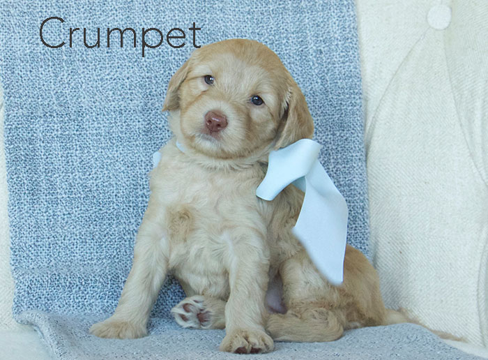 Crumpet from london and rhodie week five