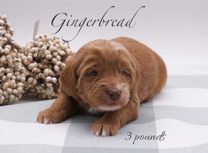 Gingerbread from Parker and Remi week 3