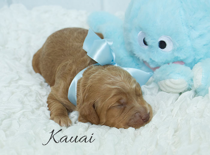 kauai from katie and finn week one