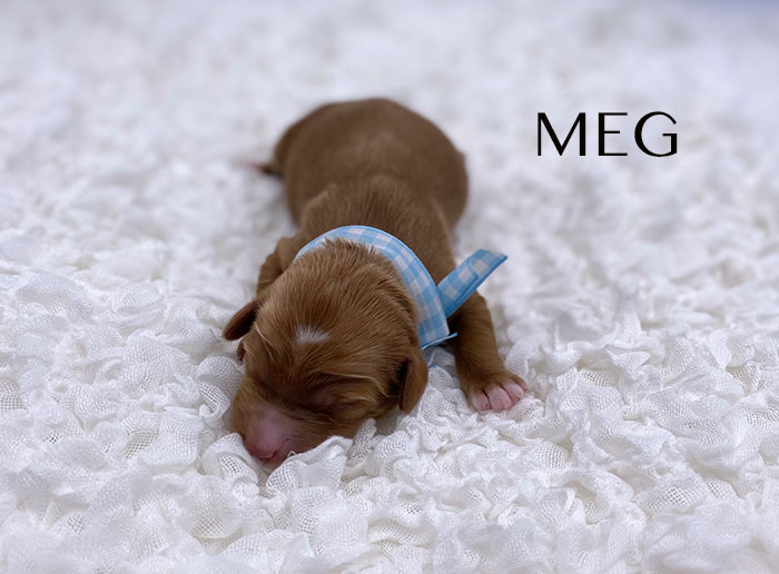 Meg from lulu and rhodie week 1