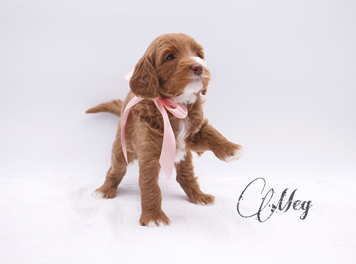 Meg from lulu and rhodie week 5