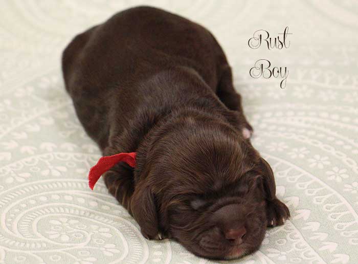 Rust Boy from Lola and Skeeter week 1