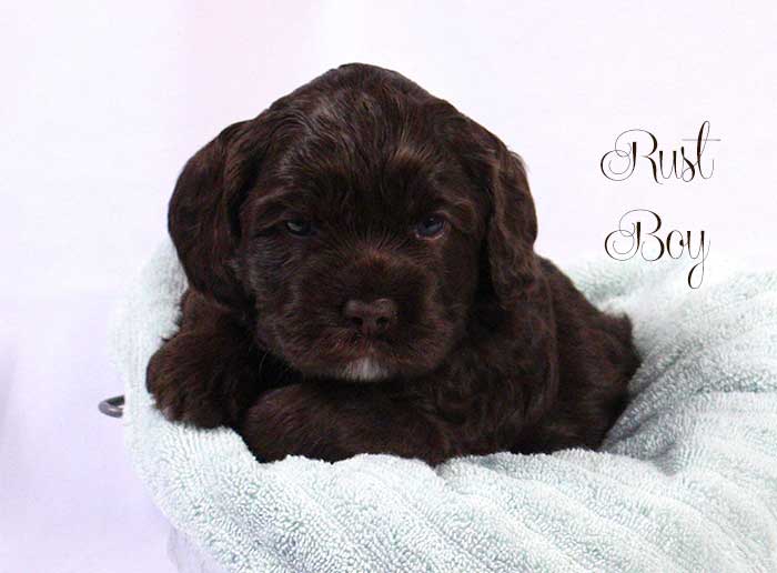 Rust Boy from Lola and Skeeter week 4