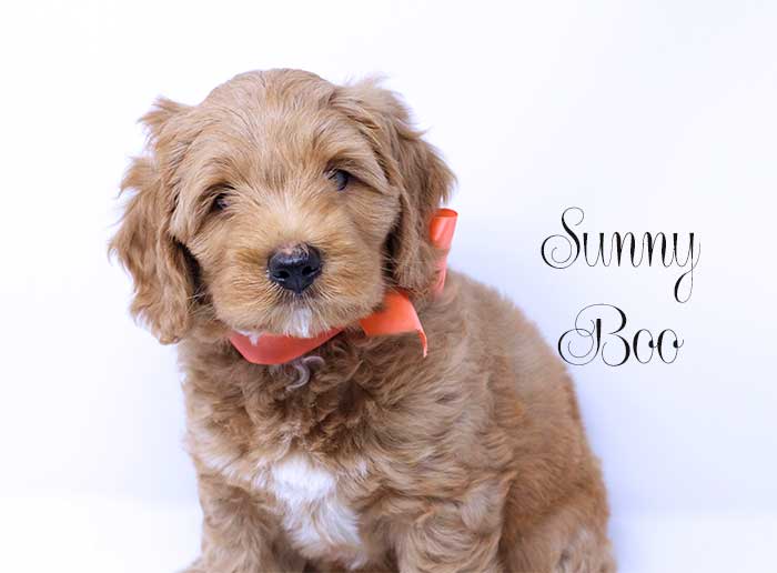 Silver Boy from Katie and Rhodie week 7