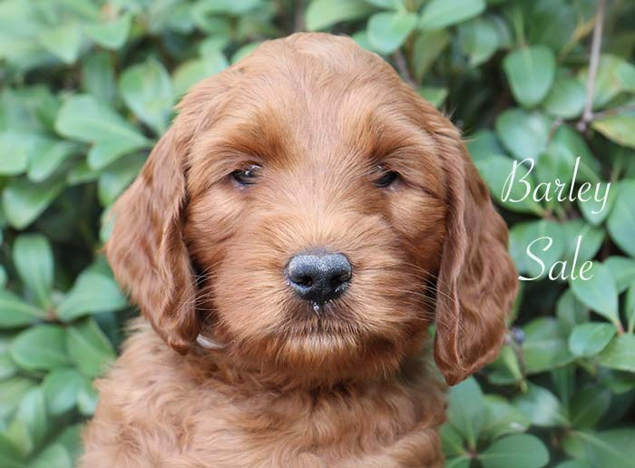 Silver Boy from Gracie and Dempsey week 7