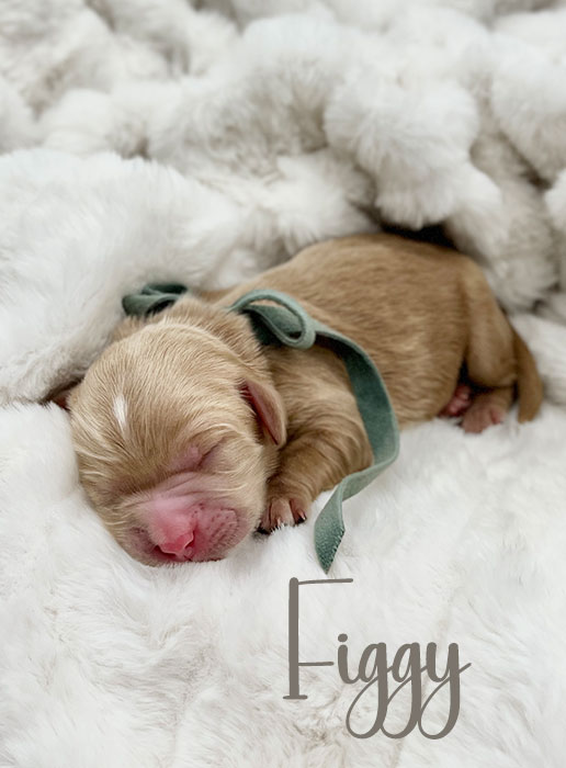 figgy from aspen and river week 1