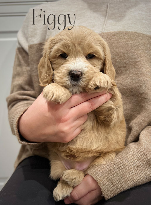 figgy from aspen and river week 5