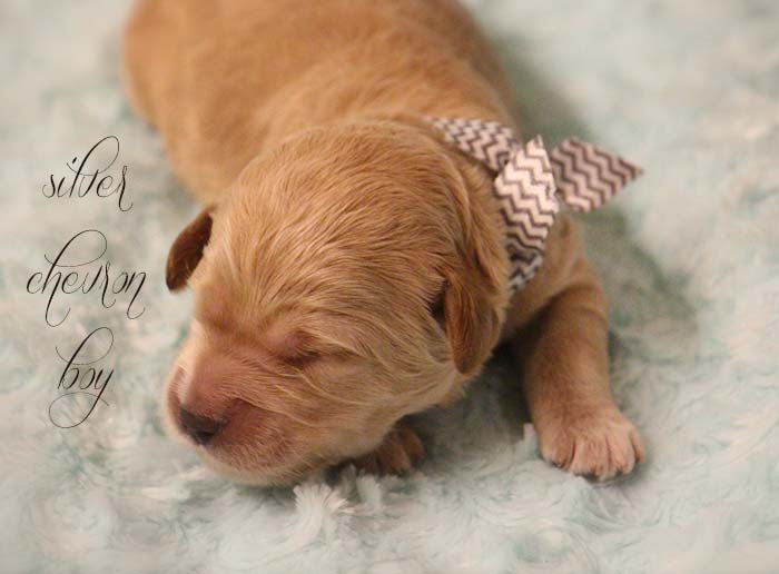 Silver Chevron Boy from Rosie and AJ week 1