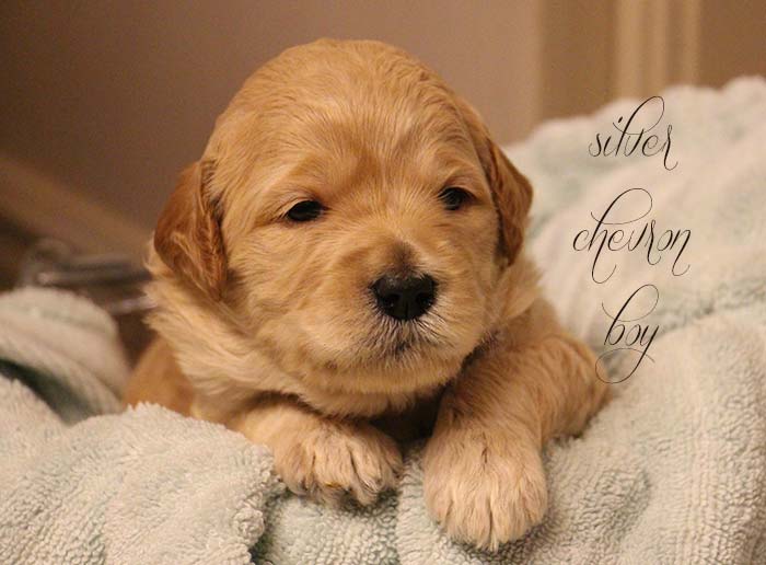 Silver Chevron Boy from Rosie and AJ week 3