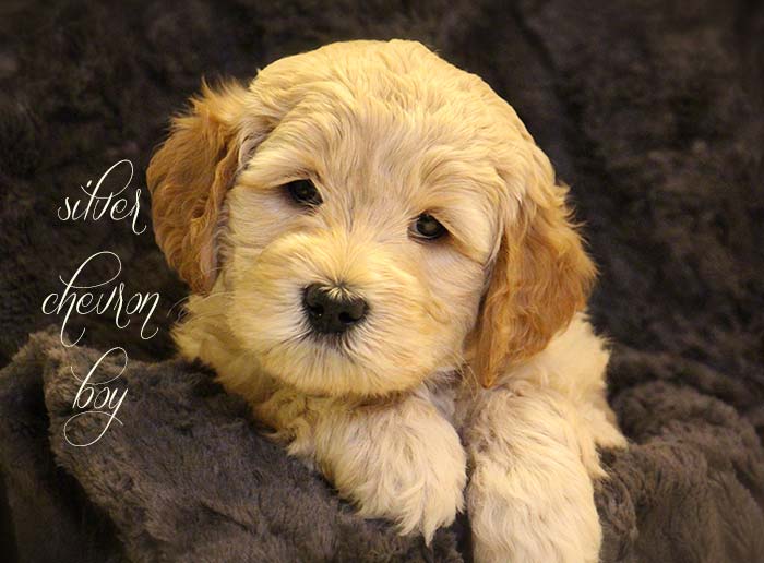 Silver Chevron Boy from Rosie and AJ week 6