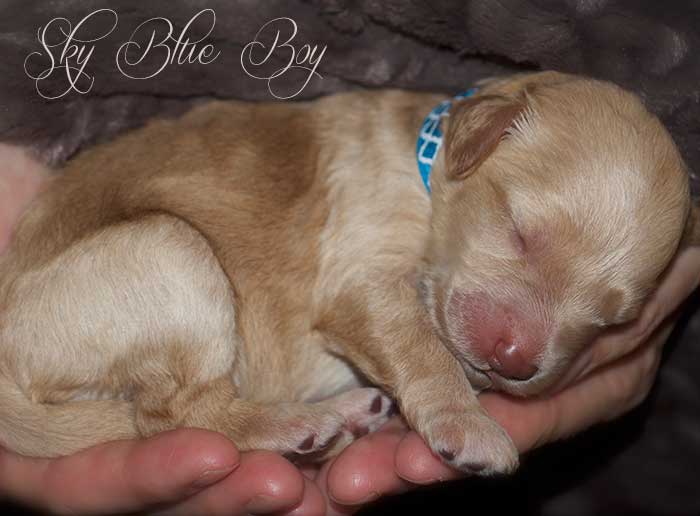 Sky Blue Boy from June and Ben week 1