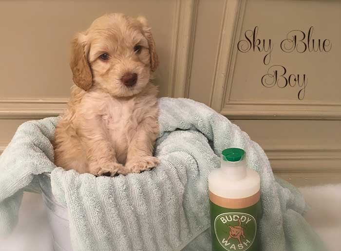 Sky Blue Boy from June and Ben week 5