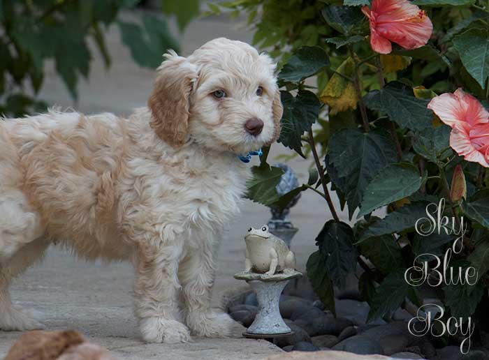 Sky Blue Boy from June and Ben week 7